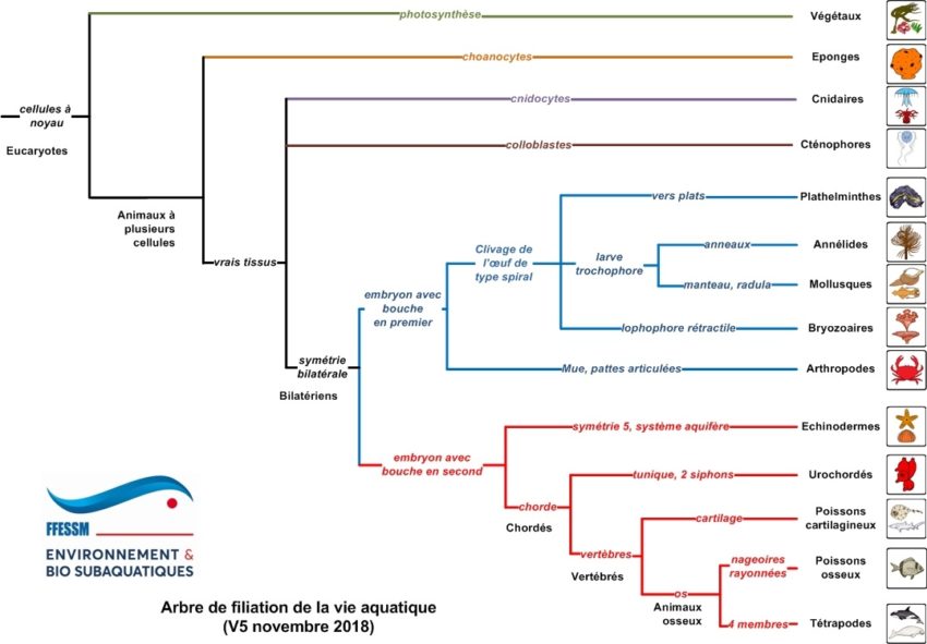 Arbre de filiation 2018