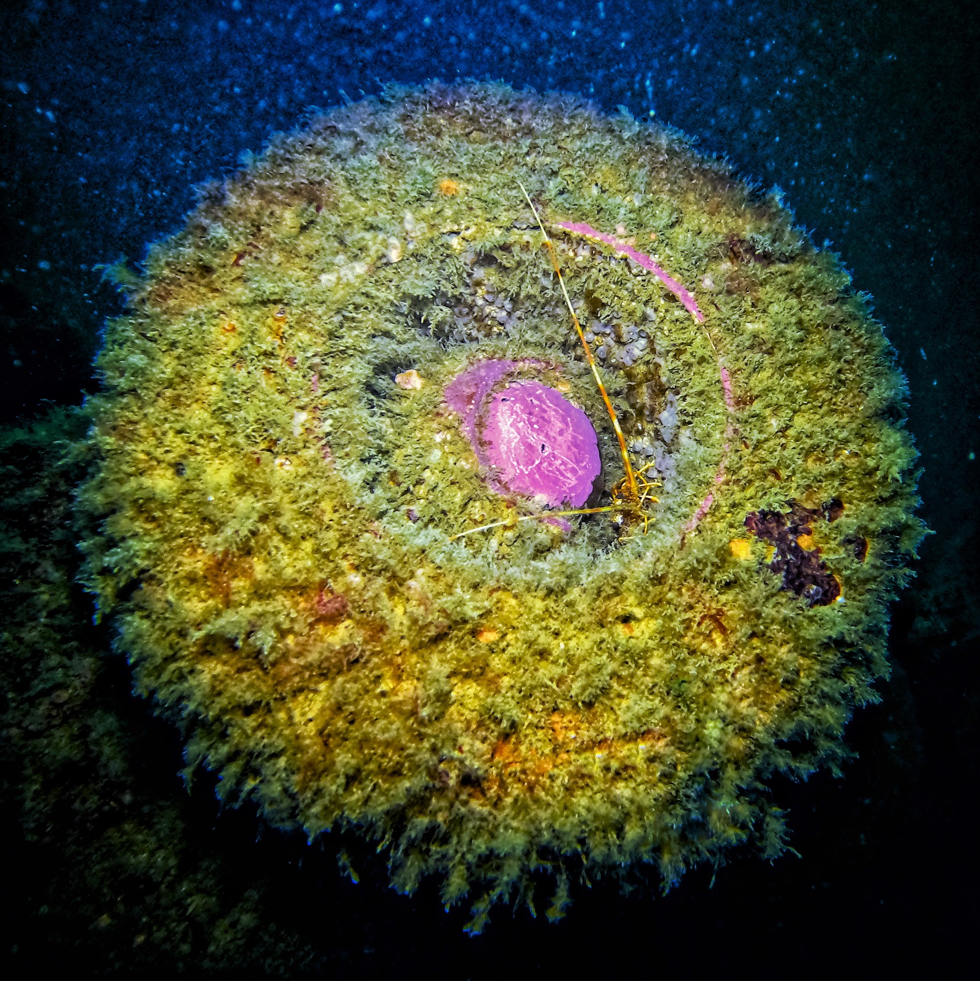 AquagazelLorient2023-002