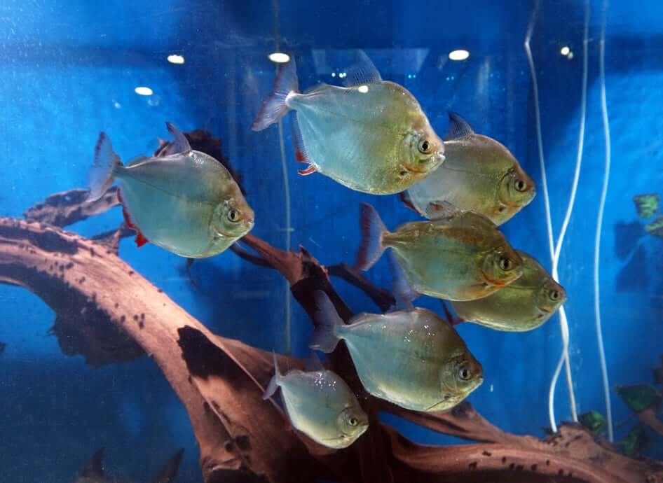 The Definitive Guide To Silver Dollar Fish Fishkeeg World This fast growing tree is drought and heat tolerant.