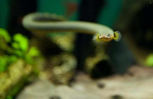 Rope Fish Care Tank Mates Diet Size And More Rope Fish Eating and Dragon Fish. Rope Fish Care Tank Mates Diet Size And More He has a special hiding place that makes it hard to see him.