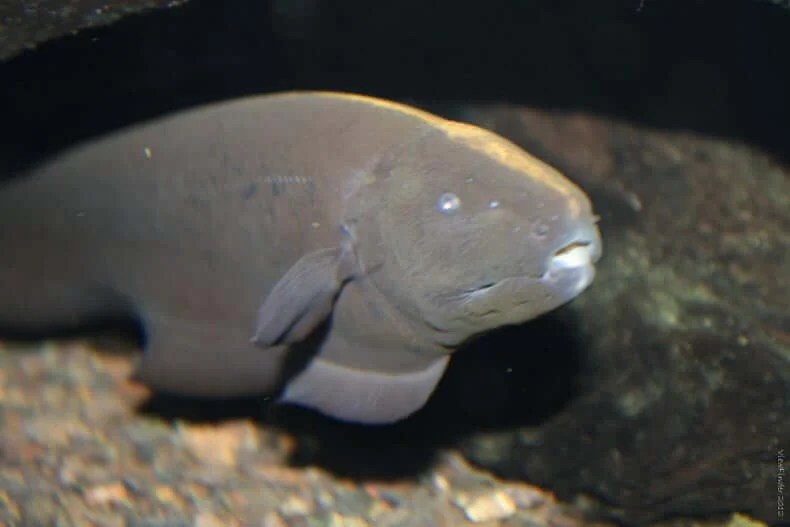 The Ultimate Black Ghost Knifefish Care Guide Size Tank Mates And More Everything Fishkeeg 11 rows However the best water parameters to allow your fish to easily settle are a temperature of.