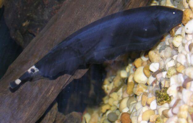 Black Ghost Knifefish Care Guide All You Need To Know Fishkeeg World Black Ghost Knifefish Care Guide All You Need To Know Fishkeeg World