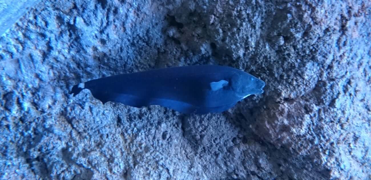 Tankmates Of Ghost Knife Fish Also known by their scientific name apteronotus albifrons the black ghost knife. Tankmates Of Ghost Knife Fish Tropical Fish compatibility and Tank Mate checker.