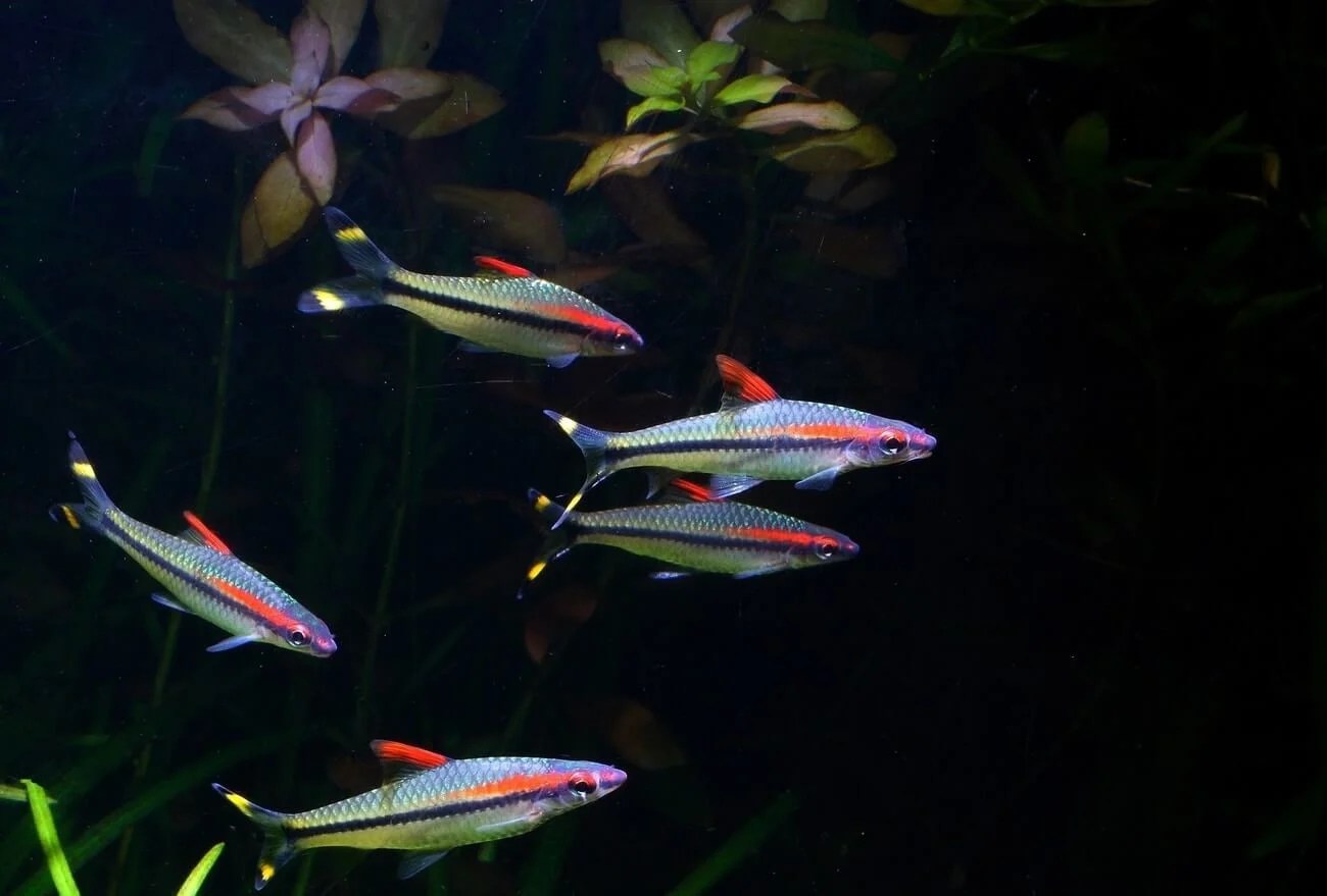 Roseline Shark Sahyadria Denisonii Imperial Tropicals While keeping them gathered it is better to keep them as small groups. Roseline Shark Sahyadria Denisonii Imperial Tropicals No one has been able to get Puntius denisonii AKA Roseline Shark and a few other names to breed but I think I know how.