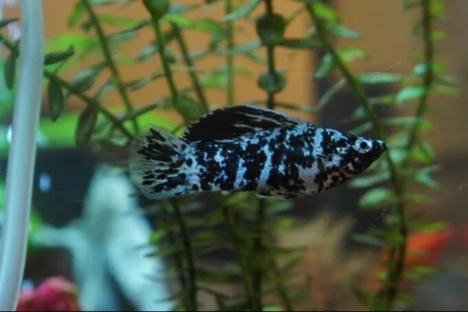 14 Popular Types Of Molly Fish Colors Species Tails With Pictures The average size for a Poecila latpinna Dalmation molly can be from 4-6.