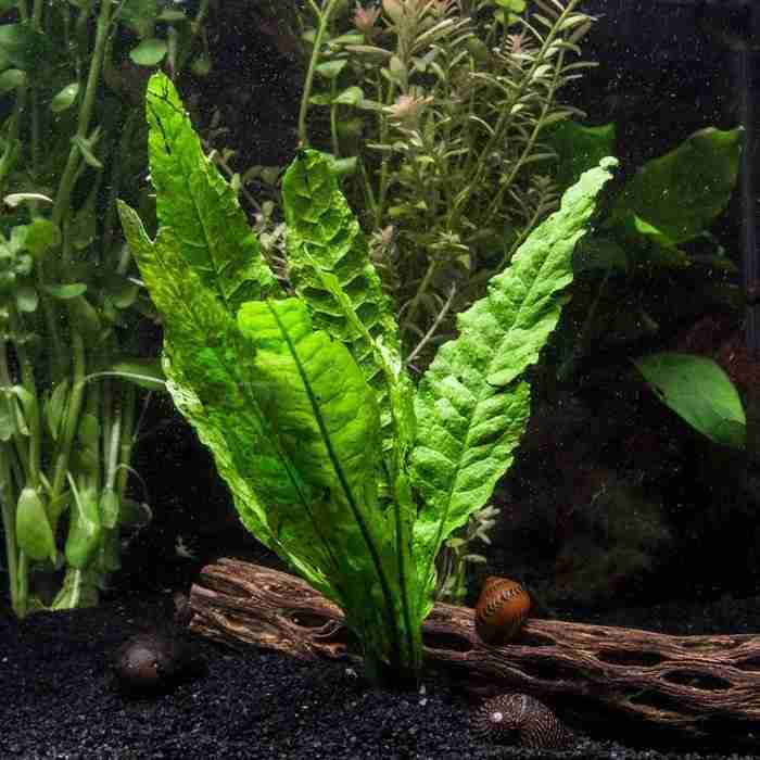 Java Fern On 3 X 2 5 Coco Mat Microsorum Pteropus Easy Tropical Live Aquarium Plant Aquarium Plants Discounts Buy Online In Armenia At Desertcart 56899096 Microsorum pteropus ist.