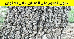 +10 حيوانات مختفية داخل تفاصيل هذه الصور كإبرة في كومة من القش