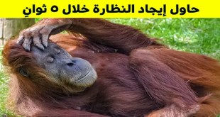 اختبر قوة انتباهك للتفاصيل واستخرج الأشياء المختفية في هذه الصور