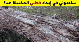 +10 صور تحتوي على أشياء مختفية ببراعة والتي تحتاج إلى بصر حاد وقوي لإيجادها