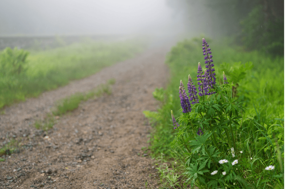 Lupine along the trail beside the tracks
