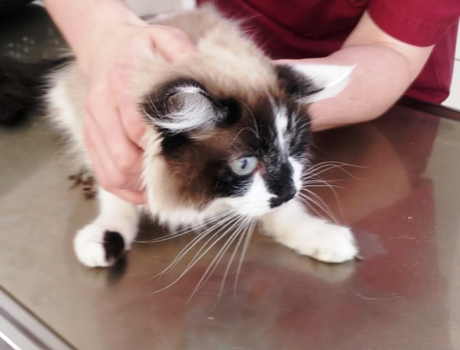 Hund findet ausgesetzte Katze Arche 90 e. V.