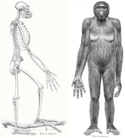 Ardipithecus_ramidus