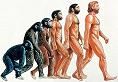 Human_evolution