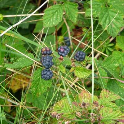 B Harfi Ile Baslayan Esya Hayvan Tasit Adlari Eodev Com