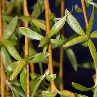 S Harfi Baslayan Bitkiler