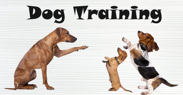 Dog Training Baltimore