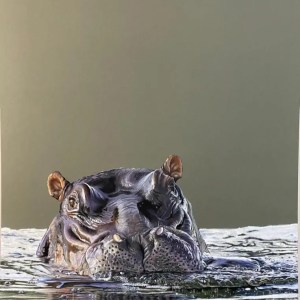 Hippo - SOLD