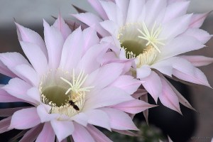 Echinopsis eyriesii am 21. Juli 2014