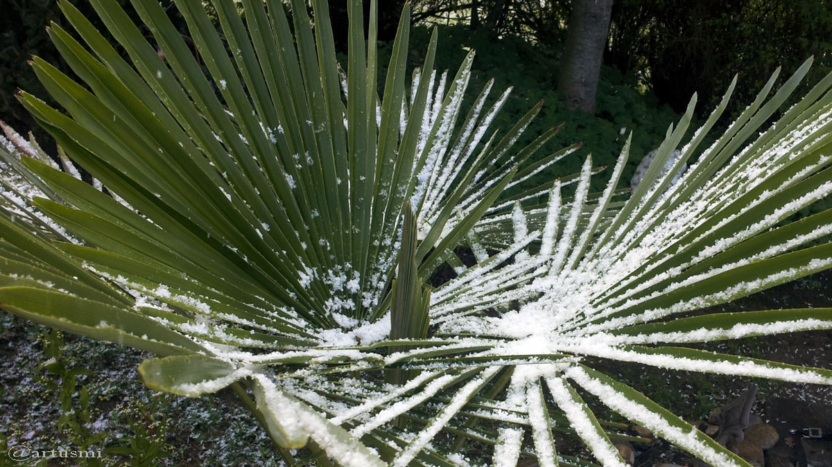 Fächerpalme mit Schnee am 25. April 2016 um 10:59 Uhr