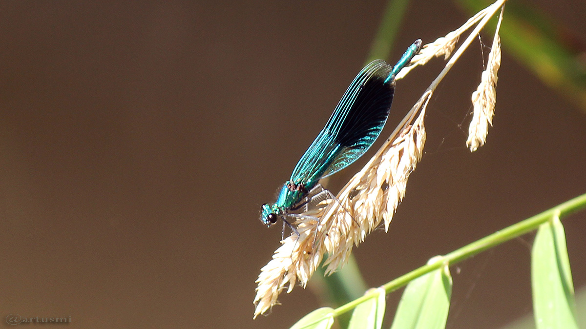 Gebänderte Prachtlibelle (Calopteryx splendens) am 7. September 2016 um 12:30 Uhr
