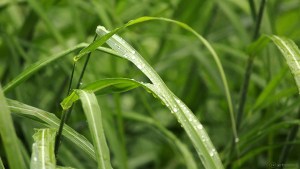 Regentropfen am 26. Juli 2017 um 13:02 Uhr auf Silberfahnengras (Miscanthus sacchariflorus) Regentropfen am 26. Juli 2017 um 13:02 Uhr auf Silberfahnengras (Miscanthus sacchariflorus)