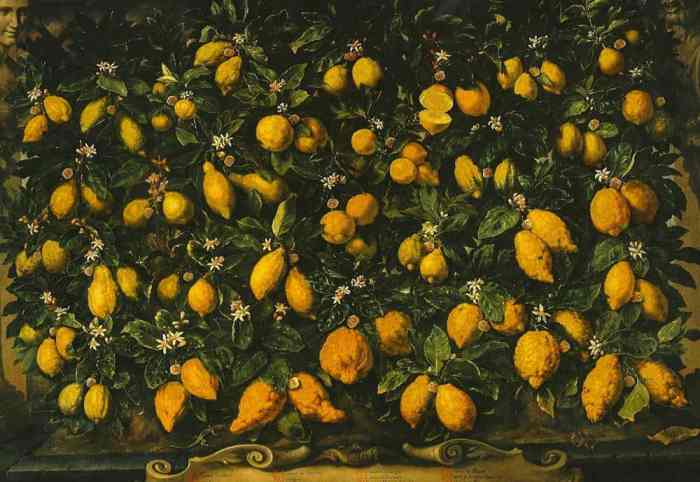 Bartolomeo Bimbi, Cosimo III's lemon collection