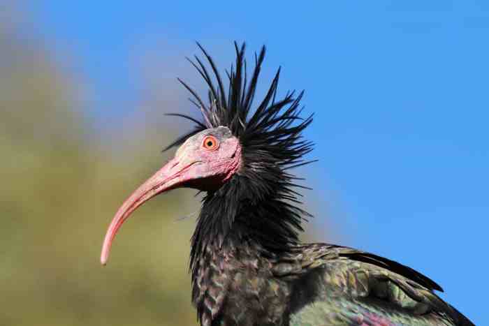 The northern bald ibis