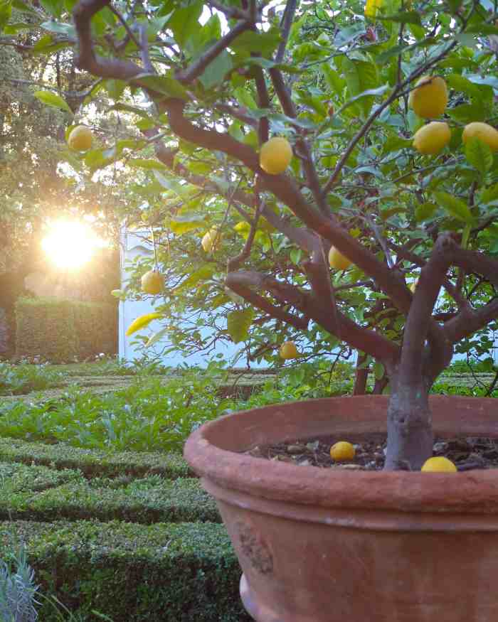 One of many lemon trees