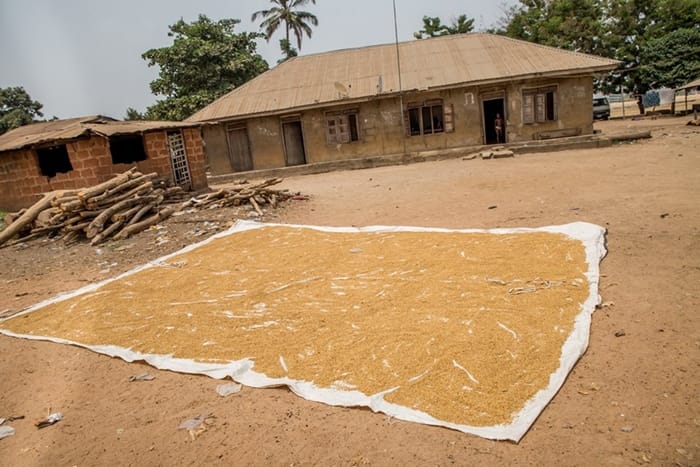 Local Rice Production