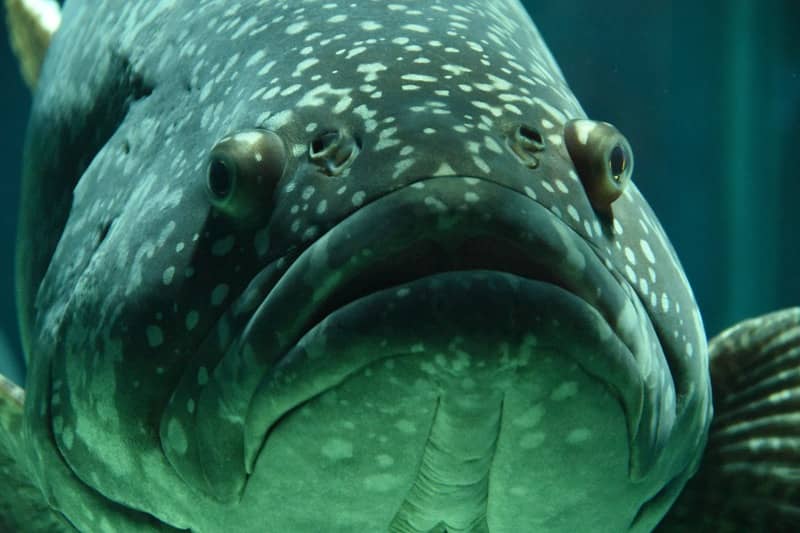 Freaky fish that's judging me