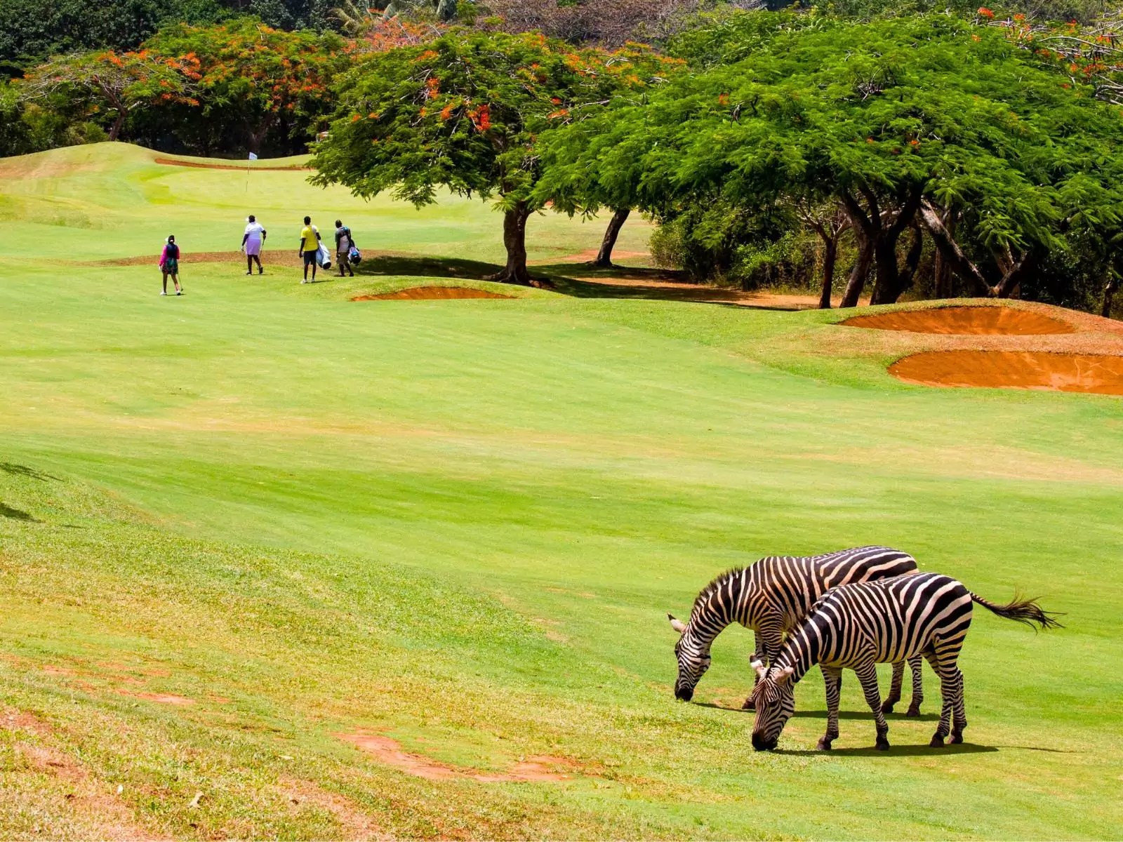 Baobab Course at Vipingo Ridge