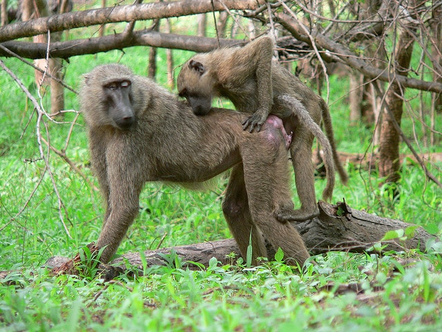 monkey mating