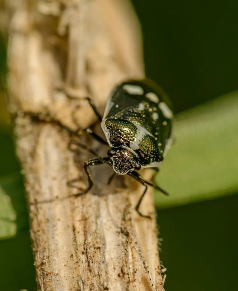 Spiritual meaning of june bug: 9 wonderful signs