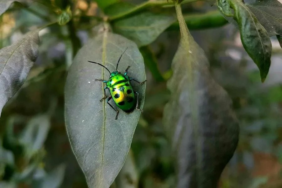 Spiritual meaning of june bug: 9 wonderful signs