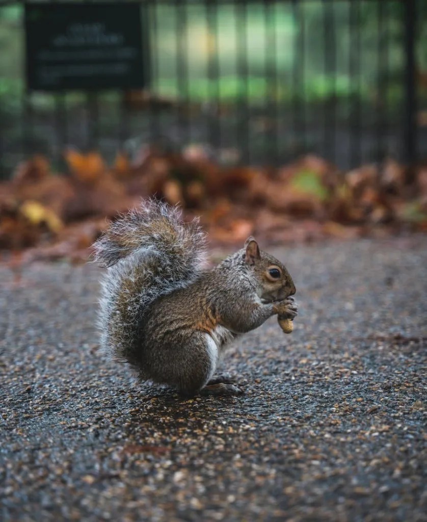 7 spiritual meaning of running over a squirrel (bad sign?)