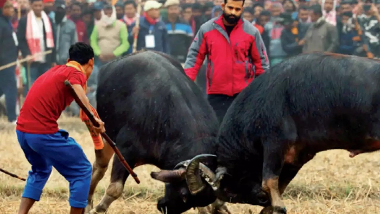Gauhati High Court’s Landmark Decision Ends Buffalo and Bulbul Fights in Assam