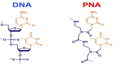 Permission to raid the sugar bowl, but not for your morning cereal or coffee. PNA: Peptide Nucleic Acid - Assignment Point