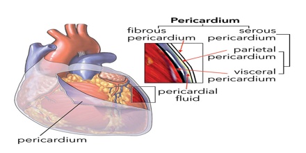 images Epicardium And Visceral Pericardium pericardium assignment point
