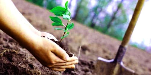 Donate Friends Of Trees