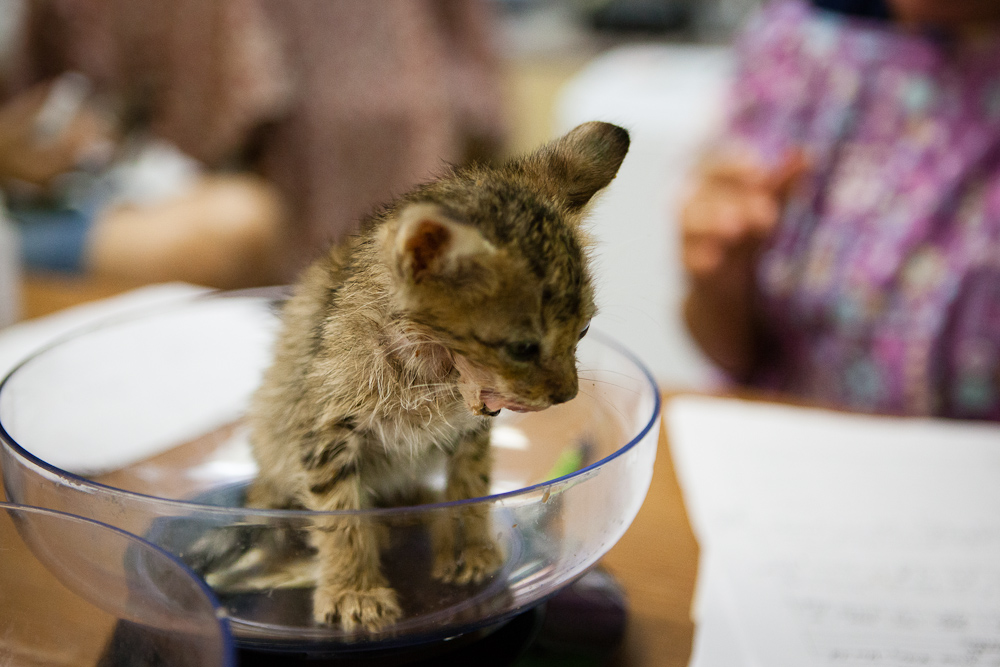 Austin pets alive! bottles, gruel, kittens . . . oh my!