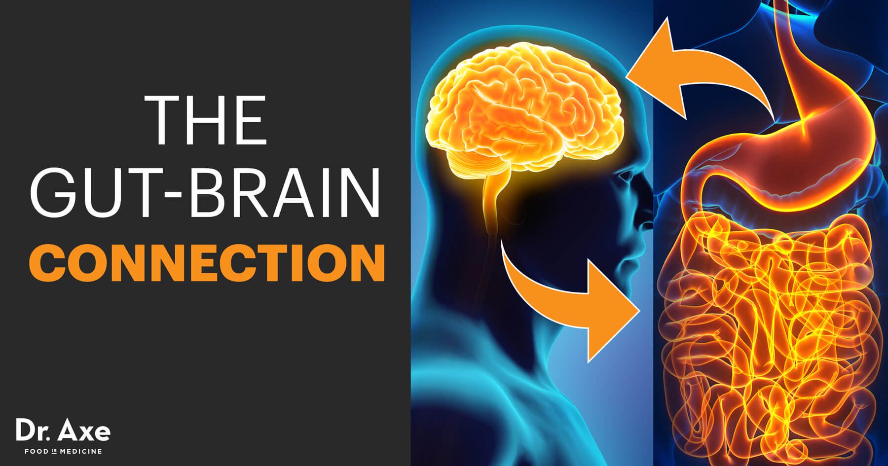 How the GUT Affects the Brain AUTISTIC ASPERGERS
