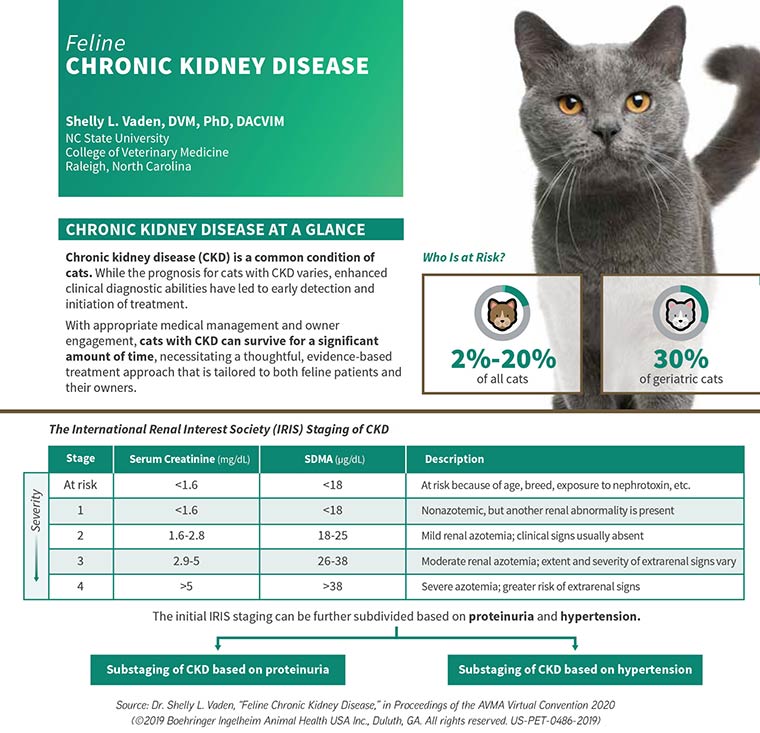 Creating brighter futures for cats with chronic kidney disease