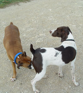 Kennel Cough Contagion: Vet Unveils Dog Risk Timeline