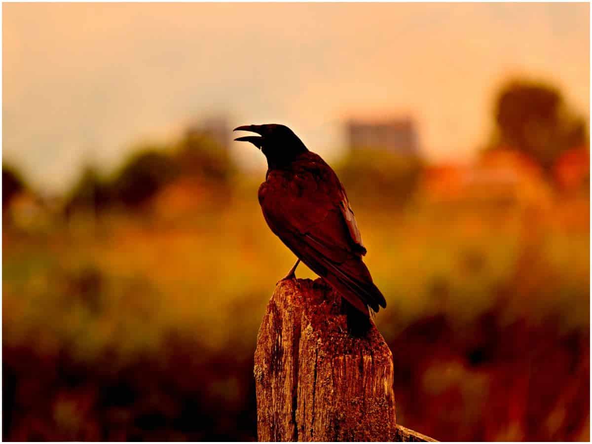 The spiritual meaning of crows