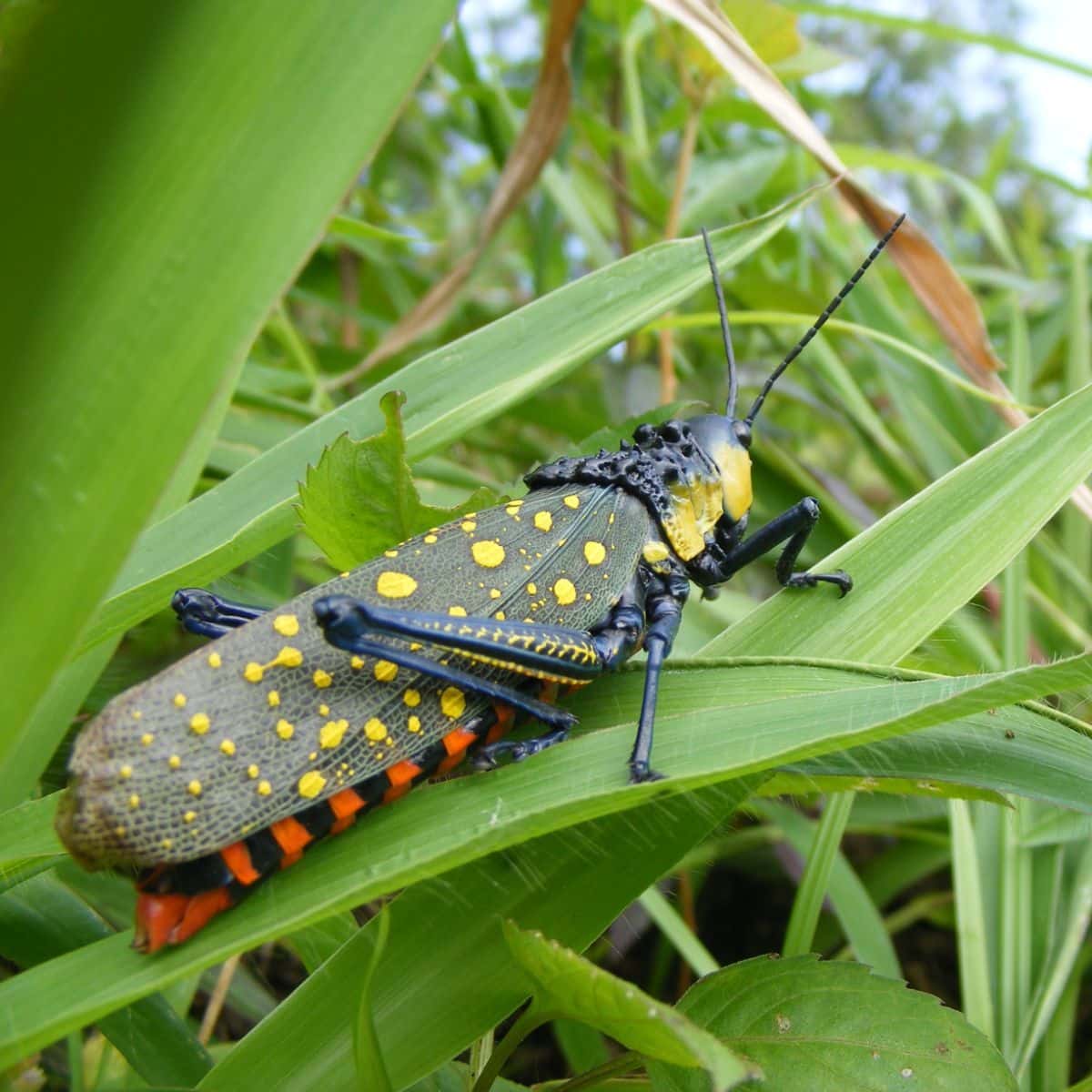 The spiritual meaning of finding a grasshopper in your path