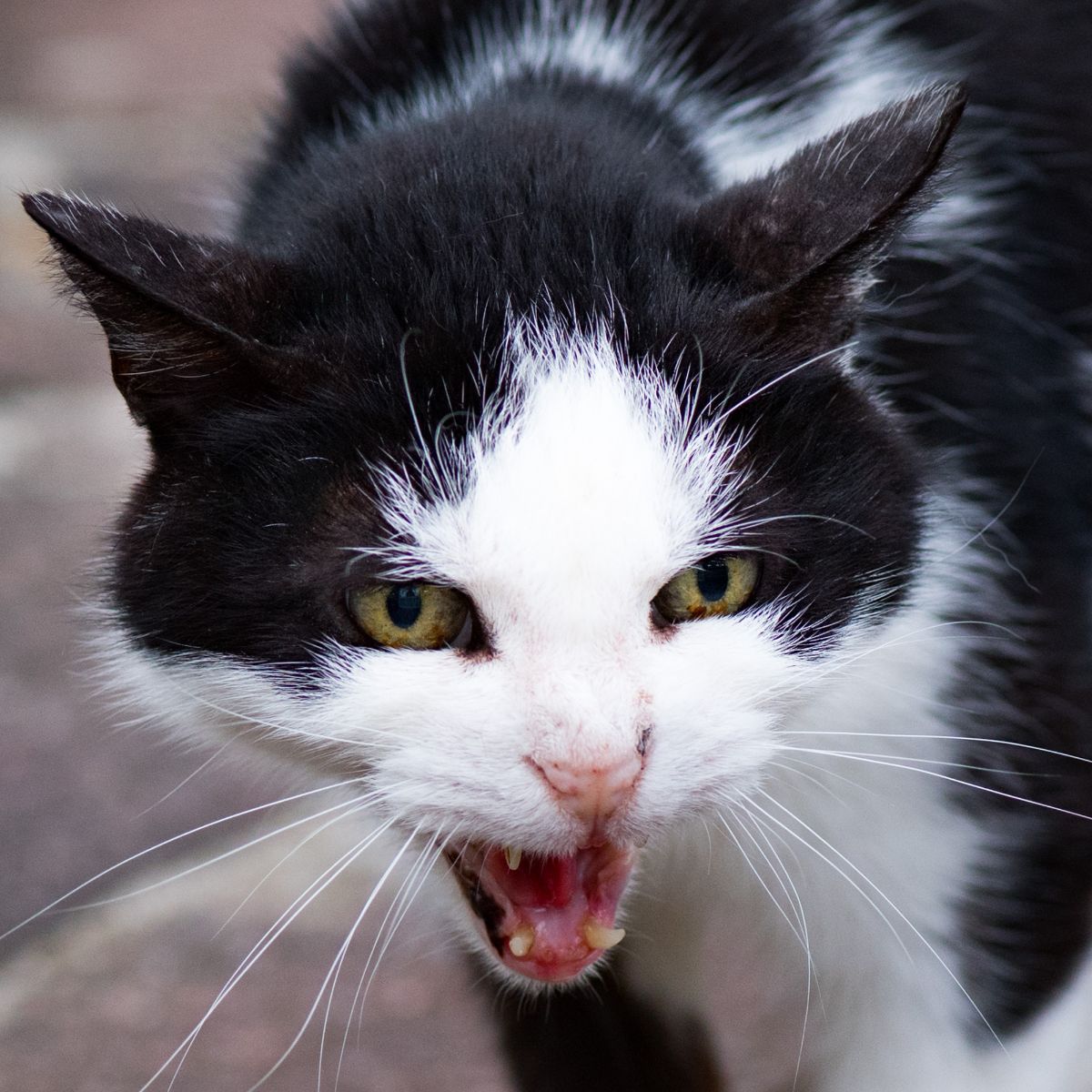 Spiritual meaning of a cat attacking you in a dream
