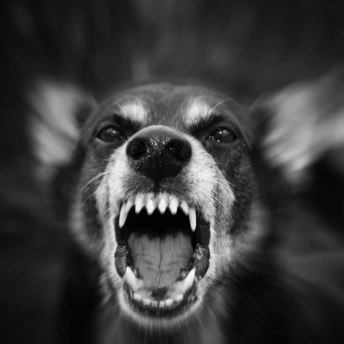 Spiritual meaning of dog attack (in dream or real life)