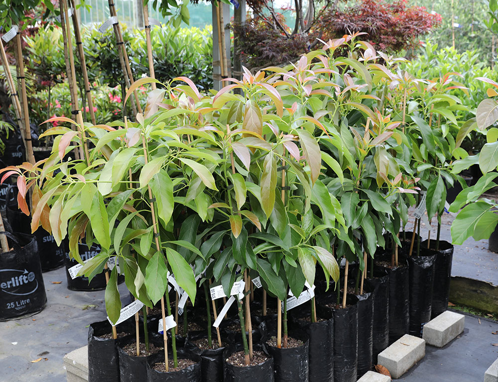 Fantastic Avocado Tree For Sale Online Citrus Com