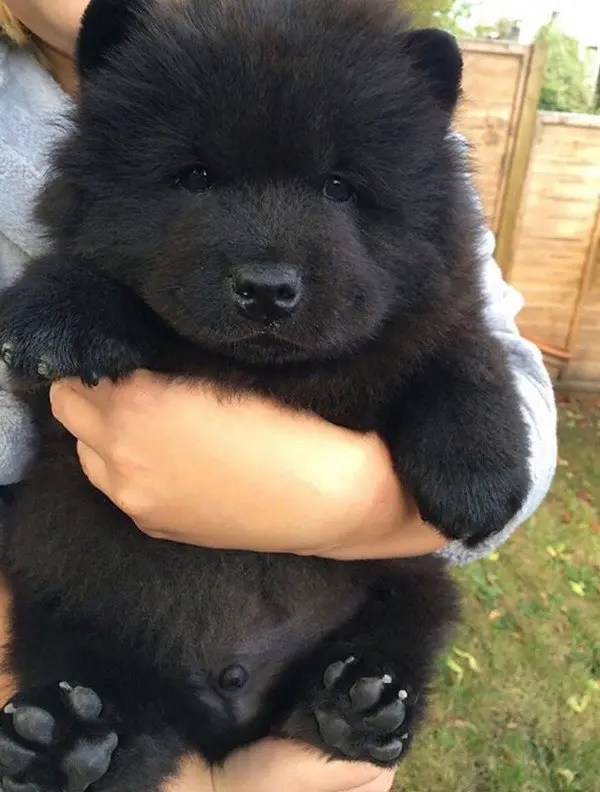 Discover 50 unbelievably cute poodle mixes and their personalities. 15 Super Cute Puppies That Could Be Mistaken For Teddy Bears