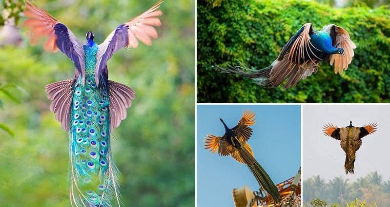 Neither of those are optimal states of bein. 9 Incredible Images Of Peacocks That Prove They Actually Can Fly